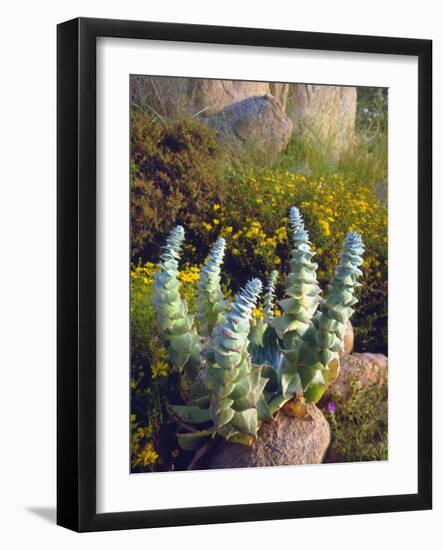 USA, California, San Diego, Succulent-Jaynes Gallery-Framed Photographic Print