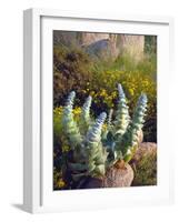 USA, California, San Diego, Succulent-Jaynes Gallery-Framed Photographic Print