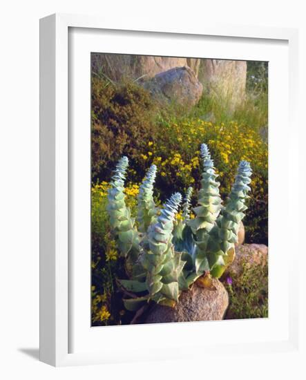 USA, California, San Diego, Succulent-Jaynes Gallery-Framed Photographic Print