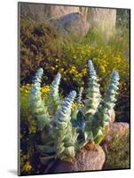 USA, California, San Diego, Succulent-Jaynes Gallery-Mounted Photographic Print