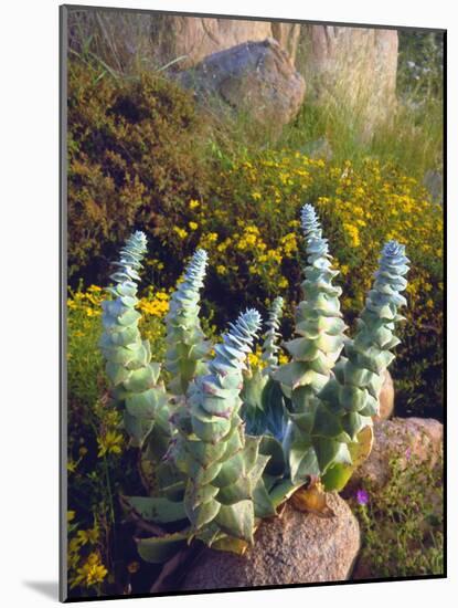 USA, California, San Diego, Succulent-Jaynes Gallery-Mounted Photographic Print