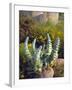 USA, California, San Diego, Succulent-Jaynes Gallery-Framed Photographic Print