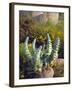 USA, California, San Diego, Succulent-Jaynes Gallery-Framed Photographic Print