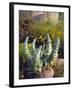 USA, California, San Diego, Succulent-Jaynes Gallery-Framed Photographic Print