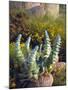 USA, California, San Diego, Succulent-Jaynes Gallery-Mounted Photographic Print