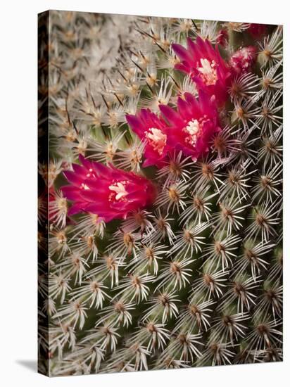 USA, California, San Diego, Tiny Blooms on Cactus-Ann Collins-Stretched Canvas