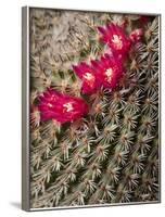 USA, California, San Diego, Tiny Blooms on Cactus-Ann Collins-Framed Photographic Print