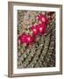 USA, California, San Diego, Tiny Blooms on Cactus-Ann Collins-Framed Photographic Print
