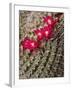 USA, California, San Diego, Tiny Blooms on Cactus-Ann Collins-Framed Photographic Print