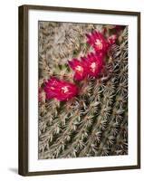 USA, California, San Diego, Tiny Blooms on Cactus-Ann Collins-Framed Photographic Print