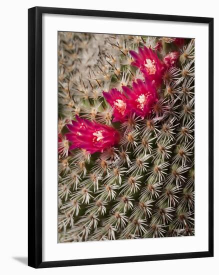 USA, California, San Diego, Tiny Blooms on Cactus-Ann Collins-Framed Photographic Print