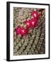 USA, California, San Diego, Tiny Blooms on Cactus-Ann Collins-Framed Photographic Print