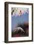 USA, California, San Diego, Water Droplets on a Dandelion Seed-Jaynes Gallery-Framed Photographic Print