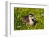 USA, California, San Diego, Wood Duckling on the Shore of Lindo Lake-Jaynes Gallery-Framed Photographic Print