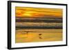USA, California, San Luis Obispo County. Long-billed curlews feeding at sunset.-Jaynes Gallery-Framed Photographic Print