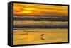 USA, California, San Luis Obispo County. Long-billed curlews feeding at sunset.-Jaynes Gallery-Framed Stretched Canvas