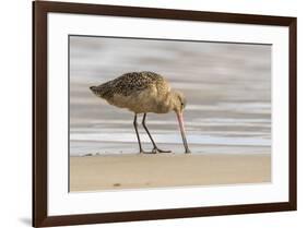 USA, California, San Luis Obispo County. Marbled godwit foraging in sand.-Jaynes Gallery-Framed Premium Photographic Print