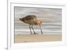 USA, California, San Luis Obispo County. Marbled godwit foraging in sand.-Jaynes Gallery-Framed Premium Photographic Print