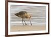 USA, California, San Luis Obispo County. Marbled godwit foraging in sand.-Jaynes Gallery-Framed Premium Photographic Print