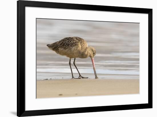 USA, California, San Luis Obispo County. Marbled godwit foraging in sand.-Jaynes Gallery-Framed Premium Photographic Print