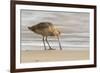 USA, California, San Luis Obispo County. Marbled godwit foraging in sand.-Jaynes Gallery-Framed Photographic Print