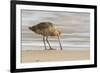 USA, California, San Luis Obispo County. Marbled godwit foraging in sand.-Jaynes Gallery-Framed Photographic Print