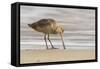 USA, California, San Luis Obispo County. Marbled godwit foraging in sand.-Jaynes Gallery-Framed Stretched Canvas