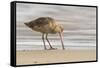 USA, California, San Luis Obispo County. Marbled godwit foraging in sand.-Jaynes Gallery-Framed Stretched Canvas