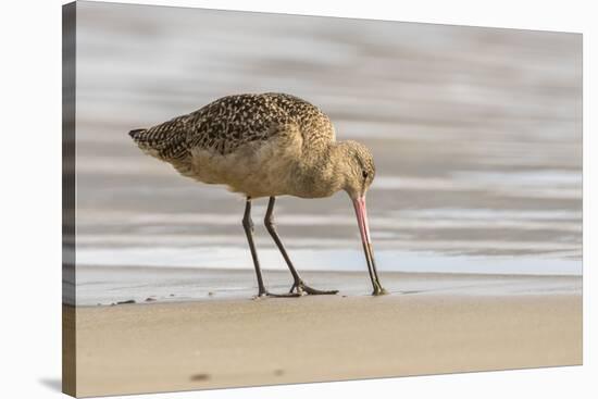 USA, California, San Luis Obispo County. Marbled godwit foraging in sand.-Jaynes Gallery-Stretched Canvas