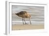 USA, California, San Luis Obispo County. Marbled godwit foraging in sand.-Jaynes Gallery-Framed Photographic Print