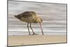 USA, California, San Luis Obispo County. Marbled godwit foraging in sand.-Jaynes Gallery-Mounted Photographic Print