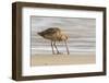 USA, California, San Luis Obispo County. Marbled godwit foraging in sand.-Jaynes Gallery-Framed Photographic Print