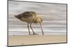 USA, California, San Luis Obispo County. Marbled godwit foraging in sand.-Jaynes Gallery-Mounted Photographic Print