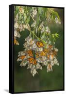 USA, California, San Luis Obispo County. Monarch butterflies in wintering cluster.-Jaynes Gallery-Framed Stretched Canvas