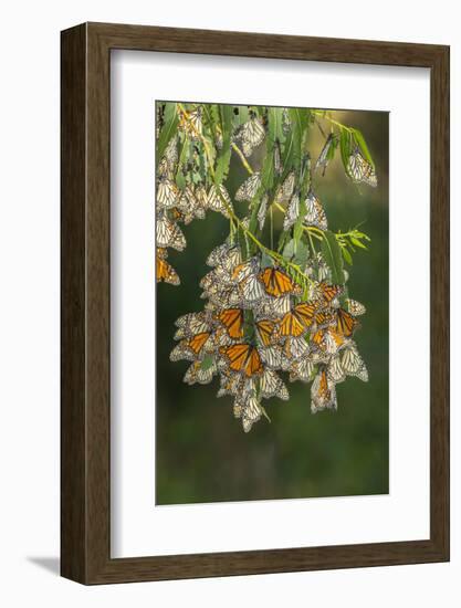 USA, California, San Luis Obispo County. Monarch butterflies in wintering cluster.-Jaynes Gallery-Framed Photographic Print