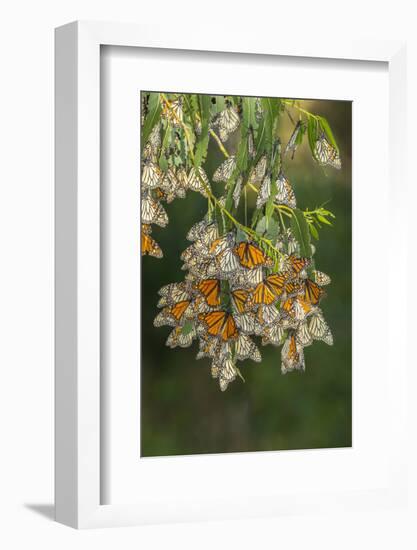 USA, California, San Luis Obispo County. Monarch butterflies in wintering cluster.-Jaynes Gallery-Framed Photographic Print