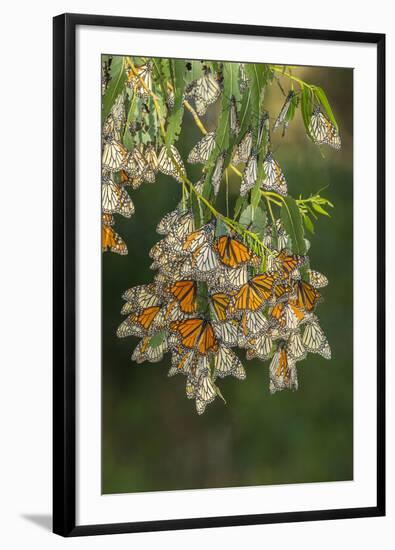 USA, California, San Luis Obispo County. Monarch butterflies in wintering cluster.-Jaynes Gallery-Framed Photographic Print