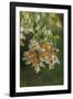 USA, California, San Luis Obispo County. Monarch butterflies in wintering cluster.-Jaynes Gallery-Framed Photographic Print