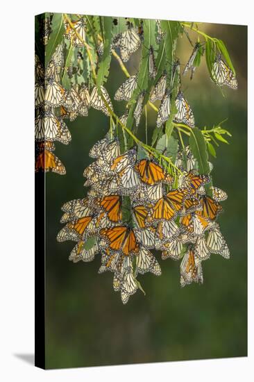 USA, California, San Luis Obispo County. Monarch butterflies in wintering cluster.-Jaynes Gallery-Stretched Canvas