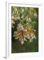 USA, California, San Luis Obispo County. Monarch butterflies in wintering cluster.-Jaynes Gallery-Framed Photographic Print