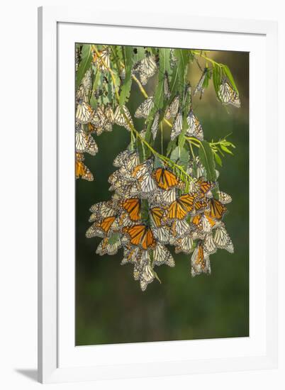 USA, California, San Luis Obispo County. Monarch butterflies in wintering cluster.-Jaynes Gallery-Framed Photographic Print