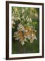 USA, California, San Luis Obispo County. Monarch butterflies in wintering cluster.-Jaynes Gallery-Framed Photographic Print