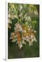 USA, California, San Luis Obispo County. Monarch butterflies in wintering cluster.-Jaynes Gallery-Framed Photographic Print