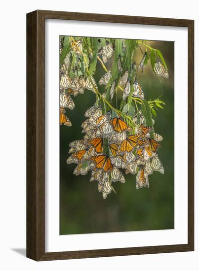 USA, California, San Luis Obispo County. Monarch butterflies in wintering cluster.-Jaynes Gallery-Framed Photographic Print