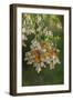 USA, California, San Luis Obispo County. Monarch butterflies in wintering cluster.-Jaynes Gallery-Framed Photographic Print