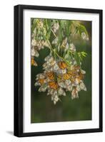 USA, California, San Luis Obispo County. Monarch butterflies in wintering cluster.-Jaynes Gallery-Framed Photographic Print