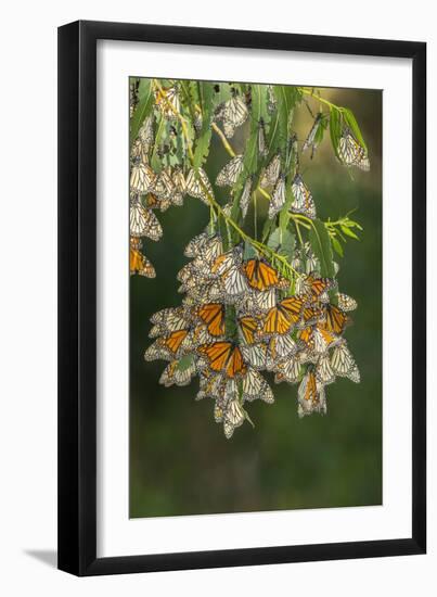 USA, California, San Luis Obispo County. Monarch butterflies in wintering cluster.-Jaynes Gallery-Framed Photographic Print