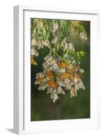 USA, California, San Luis Obispo County. Monarch butterflies in wintering cluster.-Jaynes Gallery-Framed Photographic Print