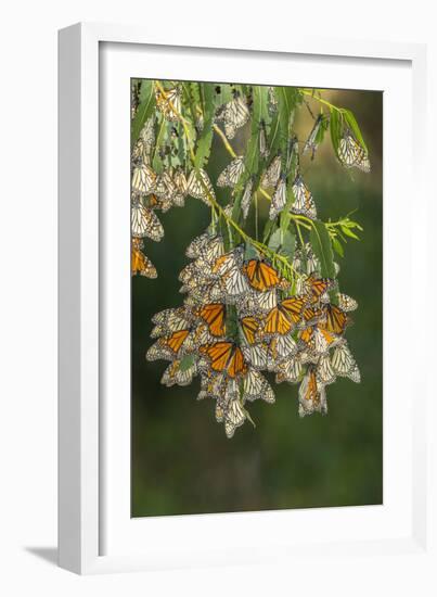 USA, California, San Luis Obispo County. Monarch butterflies in wintering cluster.-Jaynes Gallery-Framed Photographic Print