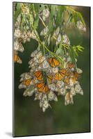 USA, California, San Luis Obispo County. Monarch butterflies in wintering cluster.-Jaynes Gallery-Mounted Photographic Print